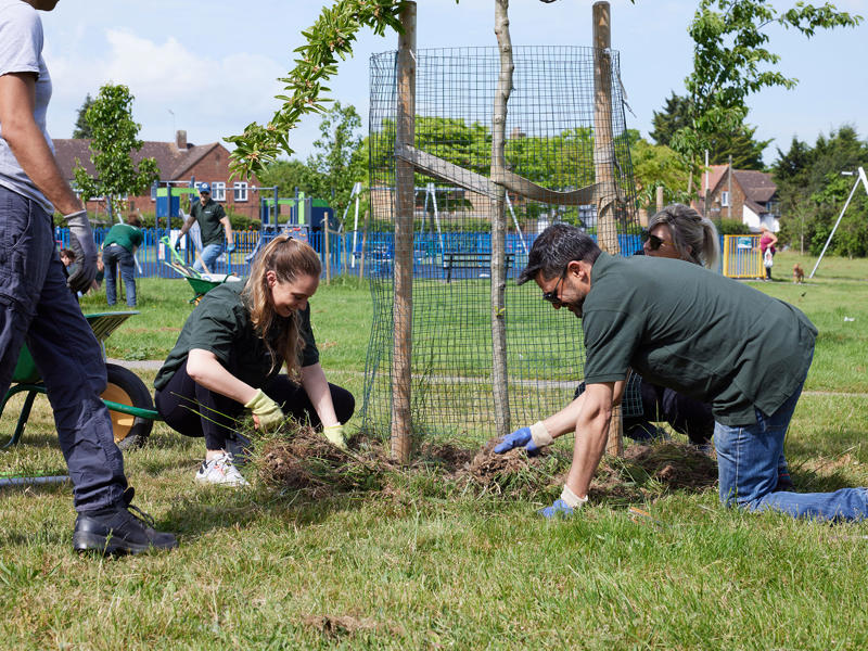 a group of people planting a tree